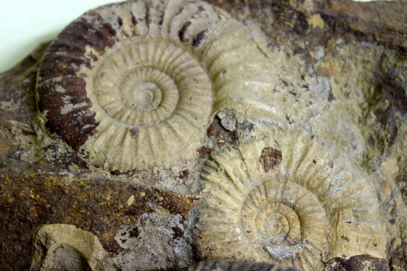 fossil_park1