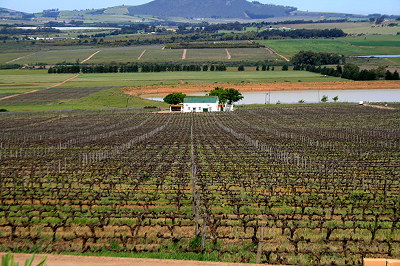 winelands1