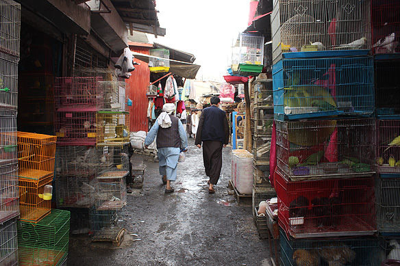 Kabul's Ka Faroshi bird market where time has stood still through the 40 years of war.