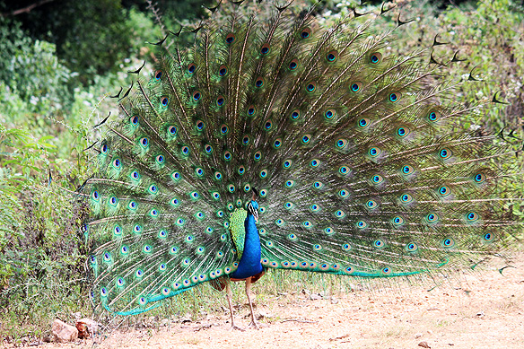 Dancing Indian Peafowl, Minneriya National Park.