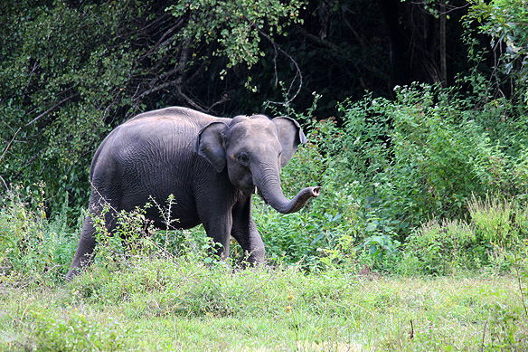 A happy young male Sri Lankan Elephant, Minneriya National Park. Notice the tusks. Only male elephants of the species have tusks.