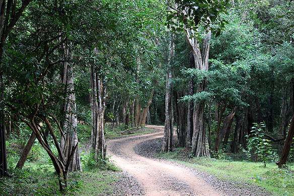 Canopy Forests, Minneriya National Park.