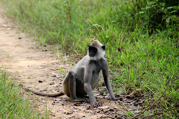 Gray Langur/ Hanuman Langur, Minneriya National Park.