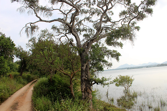 Minneriya Wewa, Minneriya National Park.