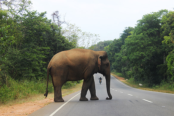 Young male Sri Lankan Elephant taking a stroll on a highway, Habarana-Sigiriya area.