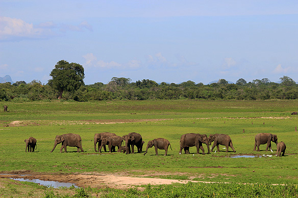 Herd of Sri Lankan Elephants, Udawalawe National Park.