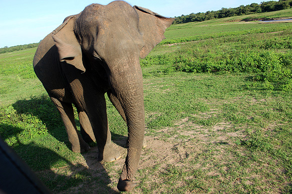 Up close and personal, Sri Lankan Elephant, Udawalawe National Park.