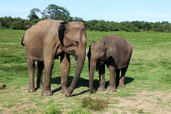 Grandmother and grandchild, Sri Lankan Elephants, Udawalawe National Park.