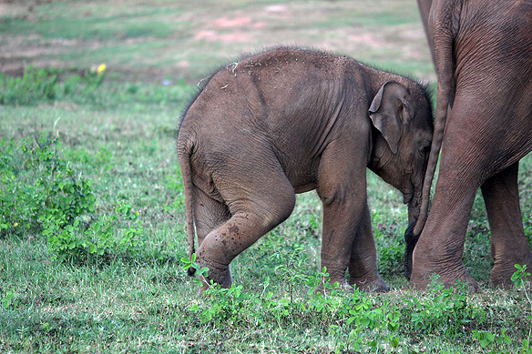 Just born, Sri Lankan Elephant, Udawalawe National Park.