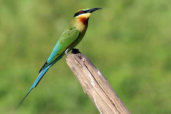 Blue-tailed Bee-eater, Udawalawe National Park.
