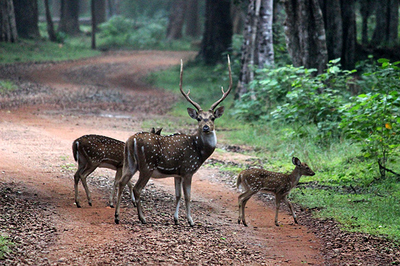 Spotted Deer, Wilpattu National Park.
