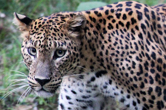 Sri Lankan Leopard, Wilpattu National Park.