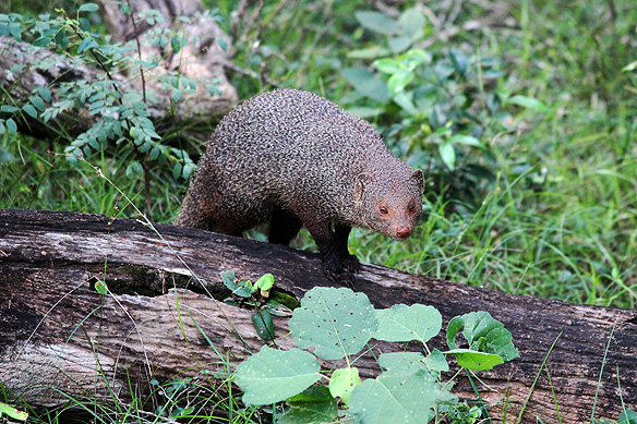 Ruddy Mongoose, Wilpattu National Park.