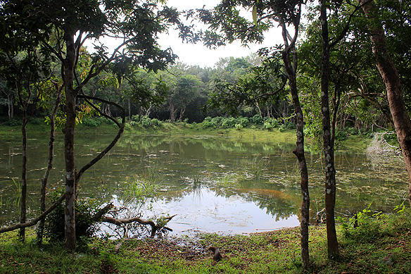 Villu, saucer-shaped depressions filled with rainwater, at Wilpattu National Park.