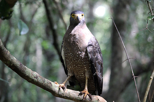 Golden Eagle, Wilpattu National Park.