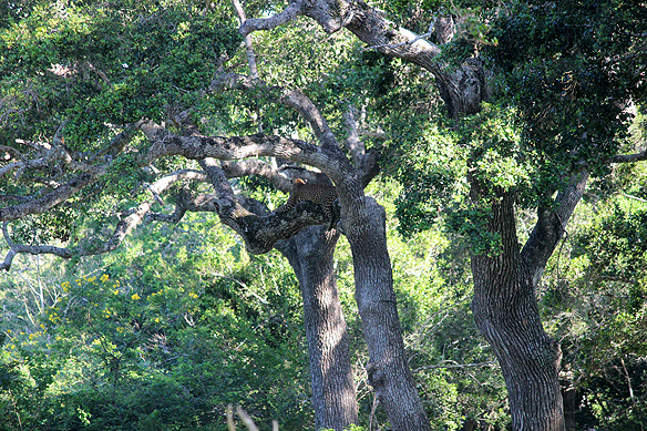Sri Lankan Leopard resting on a tree branch, Yala National Park.