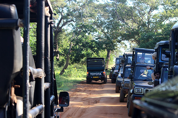 Safari jeeps lined up for a view of the leopard, Yala National Park.