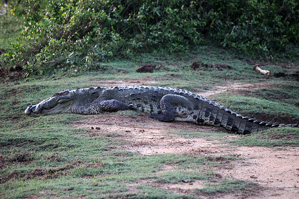 Mugger Crocodile, Yala National Park.