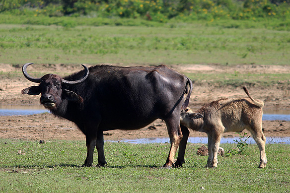 Asian Water Buffalo with calf, Yala National Park.