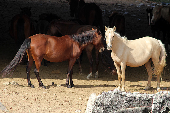 Where once bombs were sheltered, now wild horses take shelter.