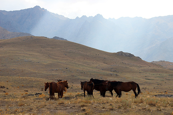 Mountains, petroglyphs, wild horses ... and silence. :)