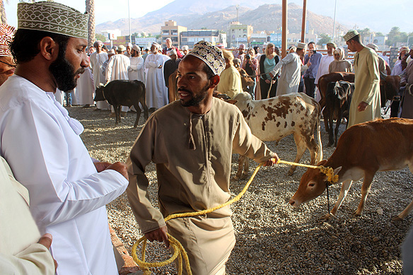 Hard selling in Nizwa's Friday traditional livestock market where goats and cattle are traded much as they have been done for hundreds of years.