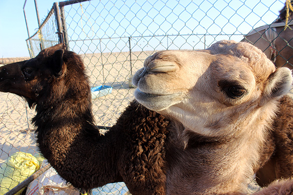Baby camels in the camel farm on the way to the Empty Quarter.