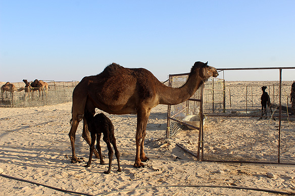 This little fellow suckling its mother was born just one day ago. It still had its umbilical cord hanging.