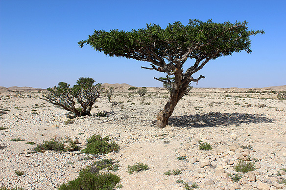 Frankincense trees [Boswellia sacra] are indigenous to the Dhofar region and have grown in Wadi Dawkah for thousands of years.