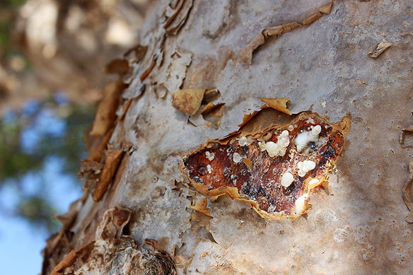 The white resin from the sap of the frankincense tree's trunk is used in incense and perfumes.