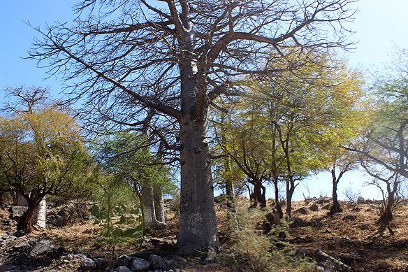 Now how did they get here? Grove of ancient Baobab trees in Wadi Hinna.