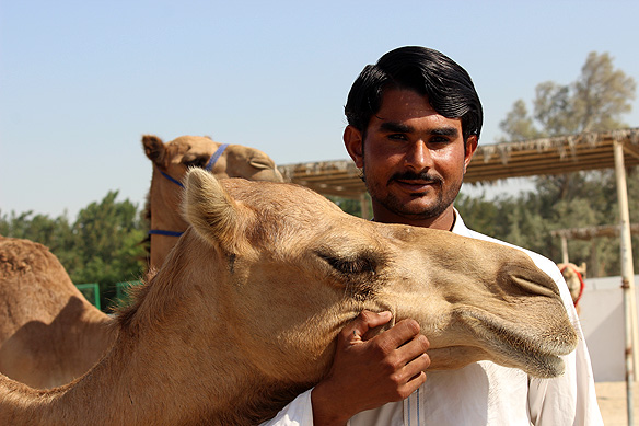 Caretaker with the royal family's pet camels at the Royal Camel Farm.