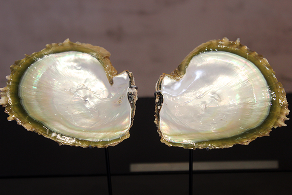 Oyster shells: Home of the natural pearl.