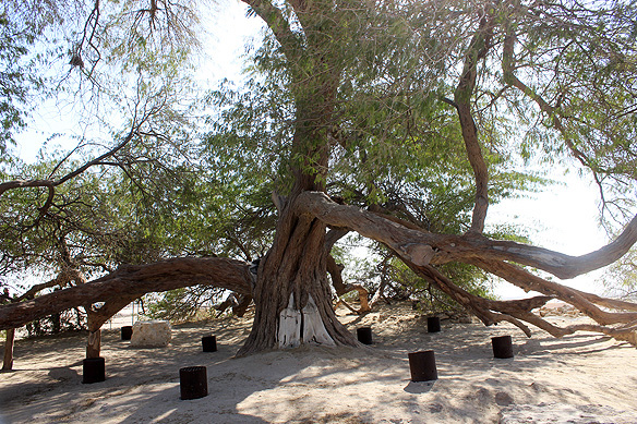 400-year-old lone ghaf tree in Bahrain's Arabian Desert.