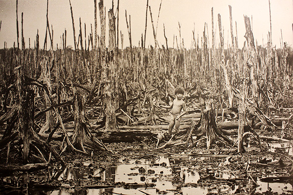 Mangrove forest one year after it was destroyed by Agent Orange; its soil still contaminated with the toxic chemical Dioxin. [War Remnants Museum, Ho Chi Minh City]