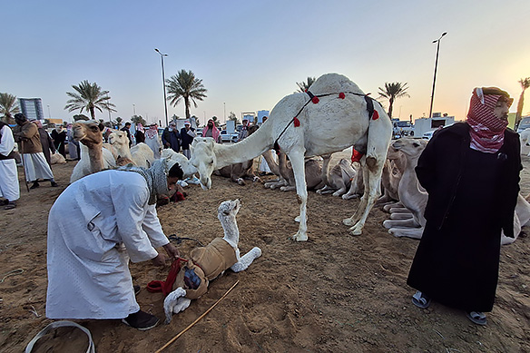 Getting ready for the morning auction.