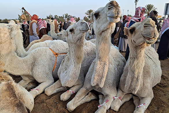 The crooners of Buraidah Camel Market.