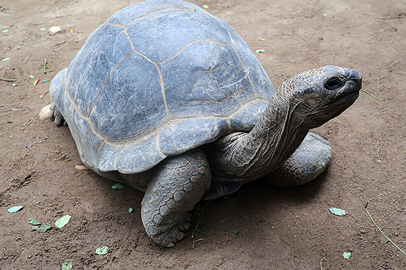 Aldabra Giant Tortoise, National Botanical Garden, Victoria.